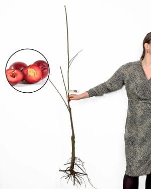 Sazenice švestky 'Fortune' (Prunus domestica) (červená renklóda)