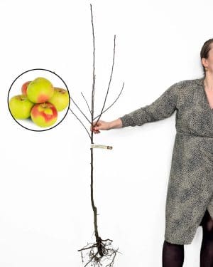 Sazenice jabloně 'Carjevič' (Malus domestica) (Slovinská autochtonní odrůda)