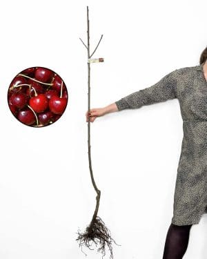 Sazenice Třešeň chrupka 'Van' (Prunus avium)