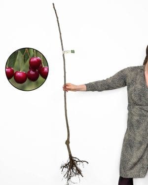 Sazenice Třešeň chrupka 'Lapins' (Prunus avium)