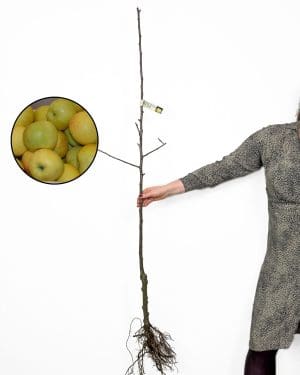 Sazenice jabloně 'Sevniška voščenka' (Malus domestica) (Slovinská autochtonní odrůda)