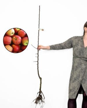 Sazenice jabloně 'Topaz' (Malus domestica) (odolná odrůda)