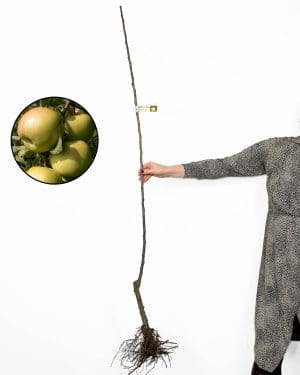 Sazenice Jabloně 'Sirius' (Malus domestica) (odolná odrůda)