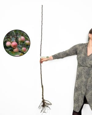 Sazenice Jabloně 'Bobovec' (Malus domestica) (Slovinská autochtonní odrůda)