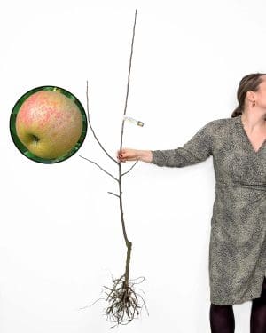 Sazenice jabloně 'Červený boskoop - Kosmač' (Malus domestica) (Slovinská autochtonní odrůda)