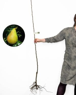 Sazenice Hrušeň 'Červnová kráska' (Pyrus communis)