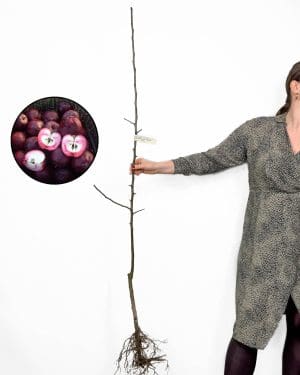 Sazenice Jabloně 'Kalvil červený podzimní' (Malus domestica)