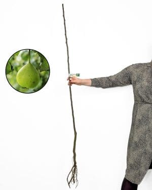 Sazenice Hrušně 'Vinska moštnice' (Pyrus communis) (Slovinská autochtonní odrůda)