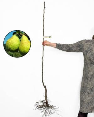 Sazenice Hrušeň 'Williamsova' (Pyrus communis)