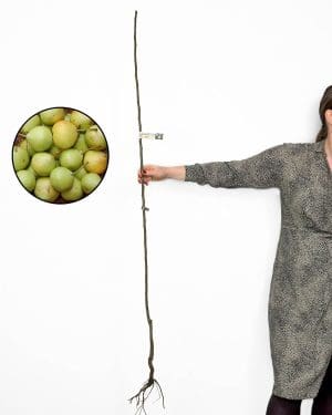 Sazenice Hrušen 'Tepka' (Pyrus communis) (autochtonní Slovinská odrůda)