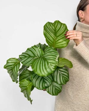 Kalatea orbifolia (Calathea) (L) 2