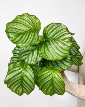 Kalatea orbifolia (Calathea) (L)