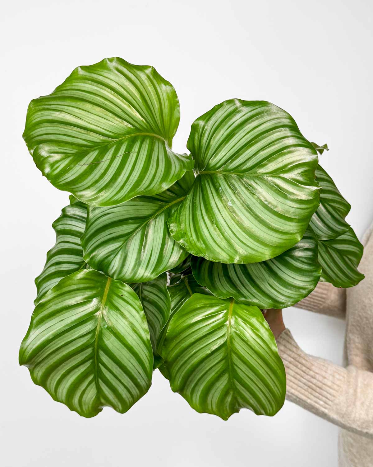 Kalátea orbifolia (Calathea) (L)