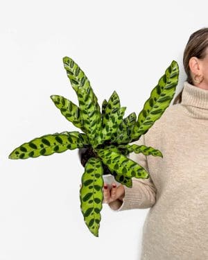 Kalatea lancifolia (Calathea) (M)