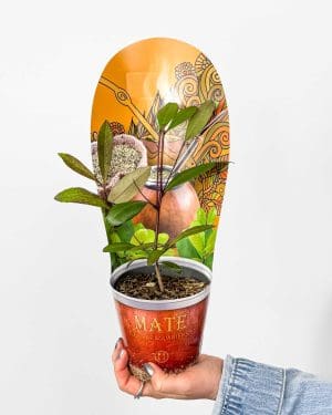 Mate čaj (Ilex paraguariensis) (M)