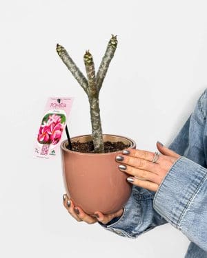 Plumérie (Plumeria rubra) (L)