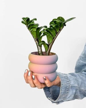 Zamiokulkas 'Zenzi' (Zamioculcas zamiifolia) (S)