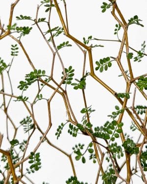 Sofora 'Little Baby' (Sophora prostrata) (L)