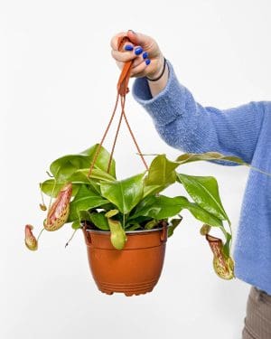 Láčkovka baňatá (Nepenthes alata) (L)