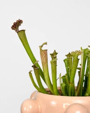 Masožravka Sarracenia x readii 'Farnhamii' (S)