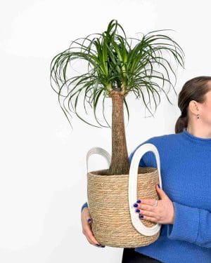 Nolina - Sloní noha (Beaucarnea recurvata) (XL)