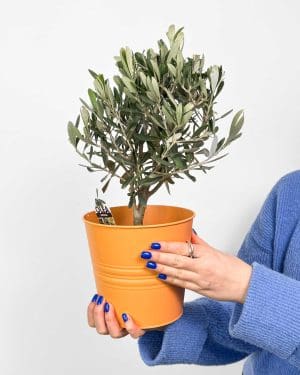 Olivovník (Olea europaea) (M)