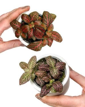 Fitónie - 2 druhy (Fittonia verschaffeltii) (XS)