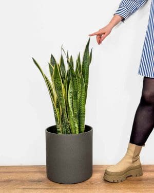 Tchýnin jazyk 'Laurentii' (Sansevieria trifasciata) (XXL)
