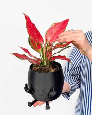 Aglaonema 'Cherry Baby' (Aglaonema) (M)