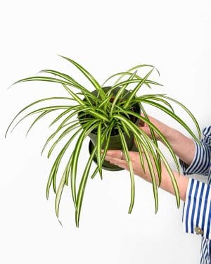 Zelenec chocolatý (Chlorophytum comosum) (M)