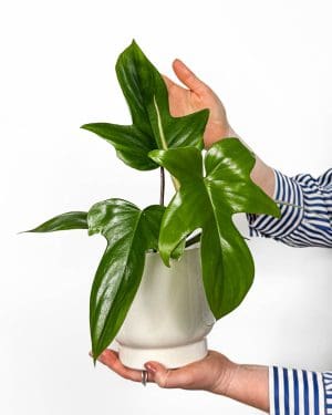 Filodendron ‘Florida Green’ (Philodendron squamiferum x pedatum) (M)