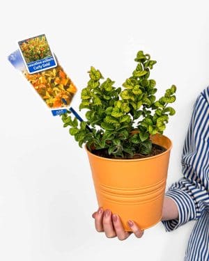 Leucothoe ‘Curly Gold’ (Leucothoe axillaris) (L)