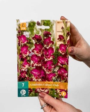 Cibulky Mečík 'Colour Club' (Gladiolus)
