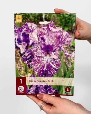 Hlíza Kosatec německý 'Batik' (Iris germanica) (1 hlíza)