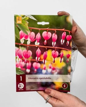 Hlíza Srdcovka nádherná (Dicentra spectabilis) (1 hlíza)