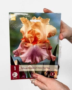 Hlíza Kosatec Německý 'Crazy for You' (Iris germanica) (1 hlíz)