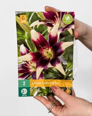 Cibulky Lilie 'Netty's Pride' (Lilium sp.) (2 cibulky)