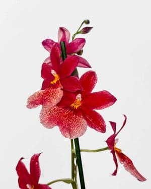 Orchidej Cambria 'Nelly Isler' - červená (Oncidopsis) (M)