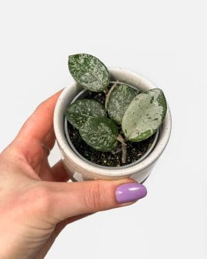 Voskovka 'Mathilde Splash' (Hoya carnosa x serpens) (XS)