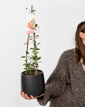 Jasmínovník vonný - růžový (Trachelospermum jasminoides 'Star of Sicily') (L)