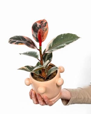 Fíkus 'Belize' (Ficus elastica) (M)