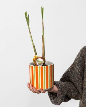 Citrónová tráva (Cymbopogon citratus) (M)