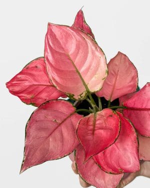 Aglaonema 'Pink Star' (Aglaonema) (M)