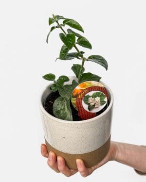 Jasmín Arabský (Jasminum sambac) (M)