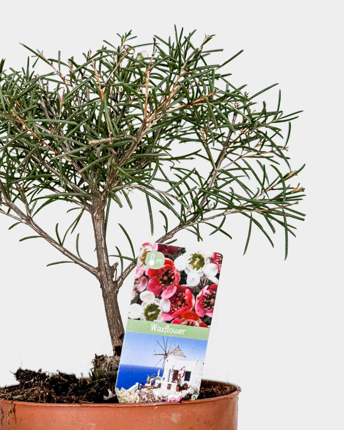 orientalonline.nl bonsai Buiten Shohin Bonsai Ilex serrata ' Umemodoki' groene ovale pot 18cm –  Bonsai Shop main image 1