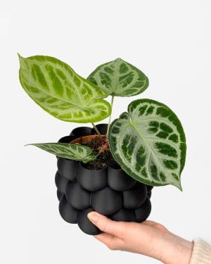 Anturium 'Silver Blush' (Anthurium crystallinum) (M)