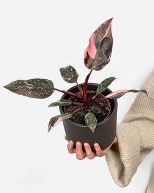 Filodendron 'Pink Princess' (Philodendron) (M)