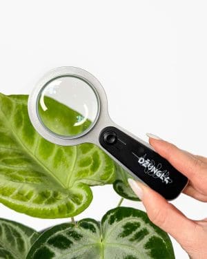 Džunglina lupa se světlem