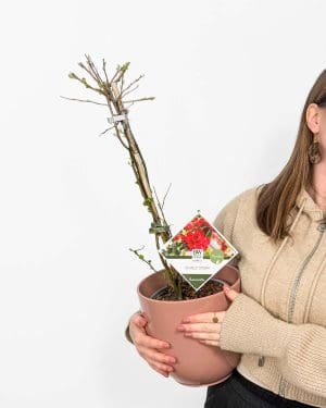 Kdoulovec japonský 'Scarlet Storm' (Chaenomeles speciosa) (XL)