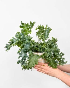 Kapradí 'Davana' (Phlebodium aureum) (M)